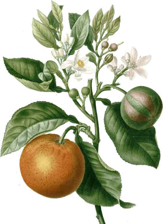 mandarin orange branch
