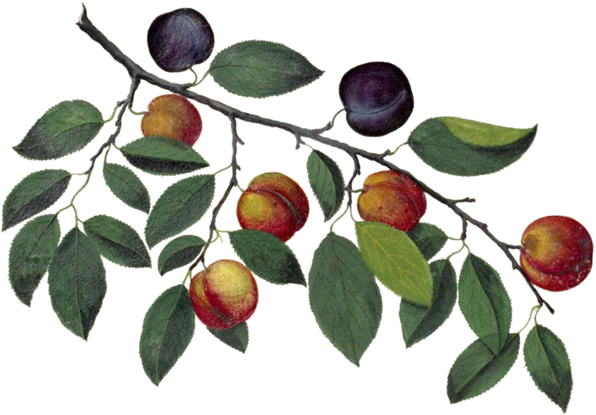plum branch