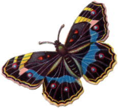 spotted butterfly